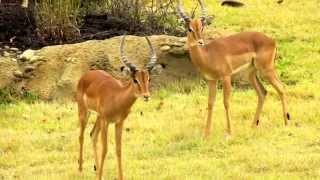 Impala and Thompson's Gazelle in Africa - Cincinnati Zoo