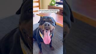 Soundhound 360! Bring chimken for purchases  #rottweiler #rottweilerlove #rottweilerpuppy