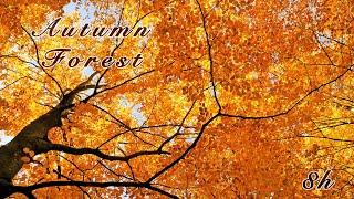 Relaxing Nature Sounds: Autumn Forest Tranquility, Birds Singing, Fall Colours - Sleep & Relax 8 Hrs