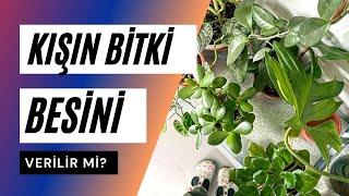 Kışın Bitki Besini Verilir Mi? | Evde Bitki Bakımı Pratik Bilgiler