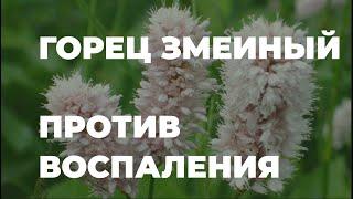 Горец змеиный - против воспаления и бактерий, полезные и вредные свойства / Захар Травник