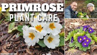  Primrose Plant Care | Plant Chat Friday - SGD 311 