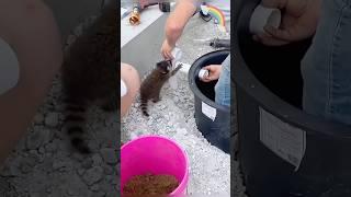 Such a wonderful relationship #shortvideo #Raccoon#shorts #Animal #Heartwarming