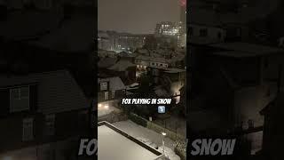 Snow in London | Adorable Fox Plays in the Snow – Holiday Vibes