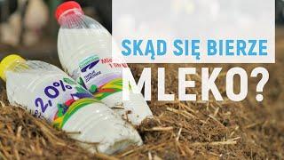 Skąd się bierze mleko?