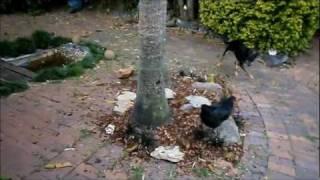 Abusive Chicken (Dec 30 2011)