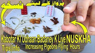 Kabotar ki Udhaan Badaney K Liye Nuskha|Increasing Pigeon Flying hours|Informative Video|Tips|نسخه