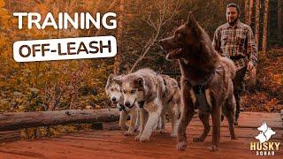 The Best Way To Train Your Dogs Off-leash In The Forest | Husky Squad