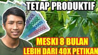 TIPS AGAR CABE BERBUAH BANYAK DAN LEBAT | CARA MENANAM CABE