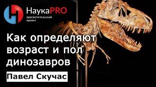 Как определяют возраст и пол динозавров – палеонтолог Павел Скучас | Научпоп