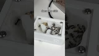 Est-ce que tu dois mettre tes fourmis dans un nid ⁉️