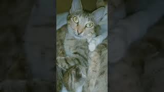 The Cat Family Update with two (2) add-on. #cat #cats4life #catlover #catshorts #ourcat #catvideos