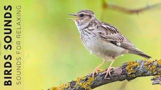 Birds Singing -  Relaxing Bird Sounds Heal Stress, Soothing Nature Sounds, Woodland Birds Chirping