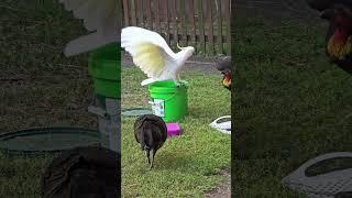 Wild cockatoo "Bob of the bucket" fends off the brush turkeys