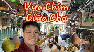 Trung Chim Ghé Vựa Chim Cảnh Lớn Giá Rẻ Giữa Chợ