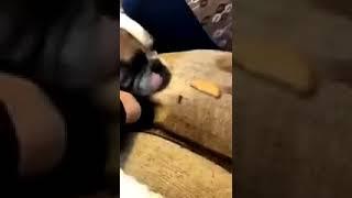 Dog shares treat with friend