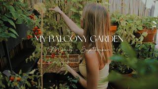 Creating a Balcony Garden