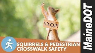 Squirrels & Pedestrian Crosswalk Safety | MaineDOT