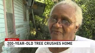 200-year-old tree falls into Mobile woman's home - NBC 15 WPMI