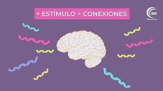 ¿Cómo aprende el cerebro del niño?  Introducción a la Neurociencia y el funcionamiento del cerebro