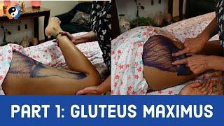 Gluteus Maximus: Part 1
