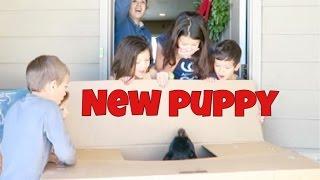 Huge Surprise Kids Get a PUPPY! | Emotional reaction!! 
