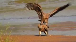 African White-Backed Vultures Mating