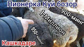 Кашкадаре Камаши Пионерка Куй-кузи нархлари...