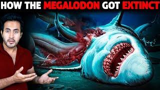 How Did The MEGALODON Got Extinct? | Who Killed It?