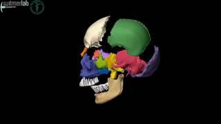 Human skull - exploded skull with bones labelled, based on CT scanning