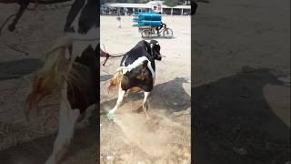 pagla gorur paglami | পাগলা গরুর পাগলামি | পাগলা গরু | pagla goru | goru | #paglagoru #gorubest cow