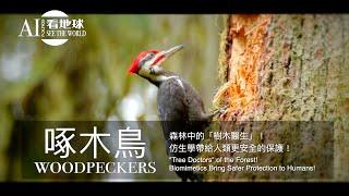 【Woodpeckers - "Tree Doctors" of the Forest! Biomimetics Bring Safer Protection to Humans!】