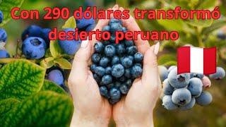 con 290 dólares transformaron un desierto PERUANO en líder mundial de la producción de arándanos.