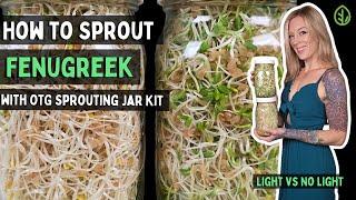 How to Sprout Fenugreek seeds at home with Sprouting Jar Kit | Light vs Blackout | Soilless