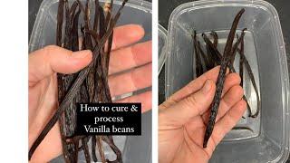 How to cure and process vanilla beans