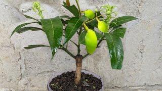 How To Grow Mango Trees To Bear Fruit Quickly Takes Only 30 To 50 Days