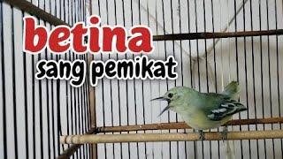 sirtu betina gacor sang pemikat sirtu jantan//kalo sirtumu jantan pasti langsung respon