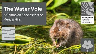 Water vole - a Champion Species for the Mendip Hills National Landscape