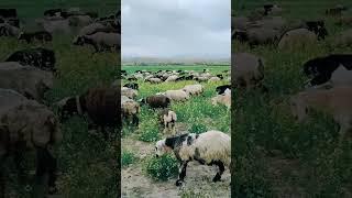 The most beautiful sheep farm #sheepfarming#cut#cuteanimalsfunnyvideosshorts#sheepandgoats#nature