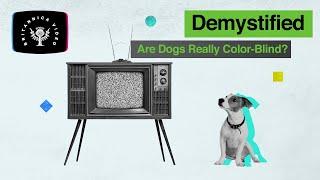 Demystified: Are Dogs Really Colorblind? | Encyclopaedia Britannica