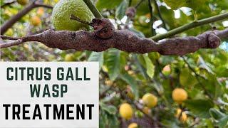 Citrus Gall Wasp on Lemon Tree | Pruning The Highly Infested Lemon Tree