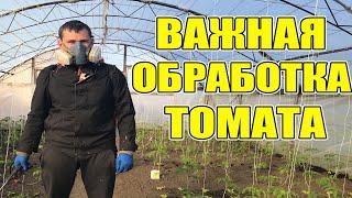 Черная ножка на рассаде томата , как бороться ? Как правильно обрабатывать огород и растения ?