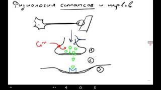 Физиология синапсов и нервов