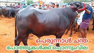 നാടൻ പോത്തുകൾ  | Vaniyamkulam | Kerala biggest cattle market 6/6/24 | Buffalo | TECH AND VLOGS