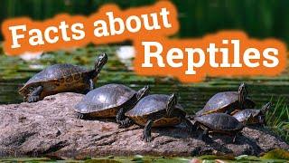 Facts About Reptiles for Kids