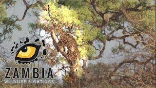 Dramatic leopard kill - South Luangwa, Zambia