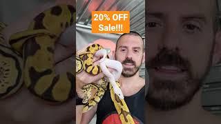 20% OFF SALE!!! EVERY SNAKE IN MY MORPHMARKET STORE IS ON SALE UNTIL 8/22