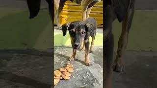 Dogivideo#halping video#madad#punya#seva bhav#viral short#video#Firozabad xyz help#short