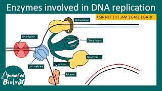 Enzymes in DNA replication | Eukaryotic vs Prokaryotic DNA polymerase