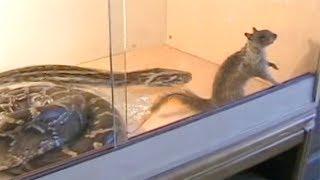 Python eats Squirrel in Enclosure